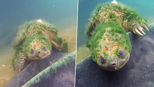 समुद्र में तैरते नीली आंखों वाले बूढ़े कछुए का क्लिप वायरल