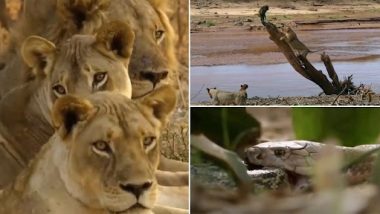 Cobra Attacked Lion: किंग कोबरा ने शेरों के झुंड पर की जहर की बौछार, मिनटों में पूरा परिवार ख़त्म, देखें वीडियो