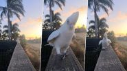 Parrot Ramp Walk: स्वैग में रैंप वॉक करते हुए तोते का क्लिप वायरल, वीडियो देख नहीं रोक पाएंगे हंसी
