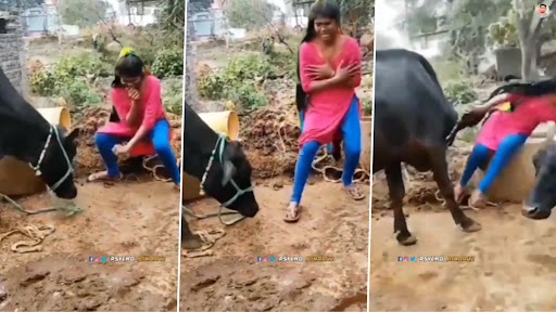 Viral Video: गाय को चारा देकर वहीं डांस करने लगी लड़की, गुस्साए जानवर ने उठाकर फेंका