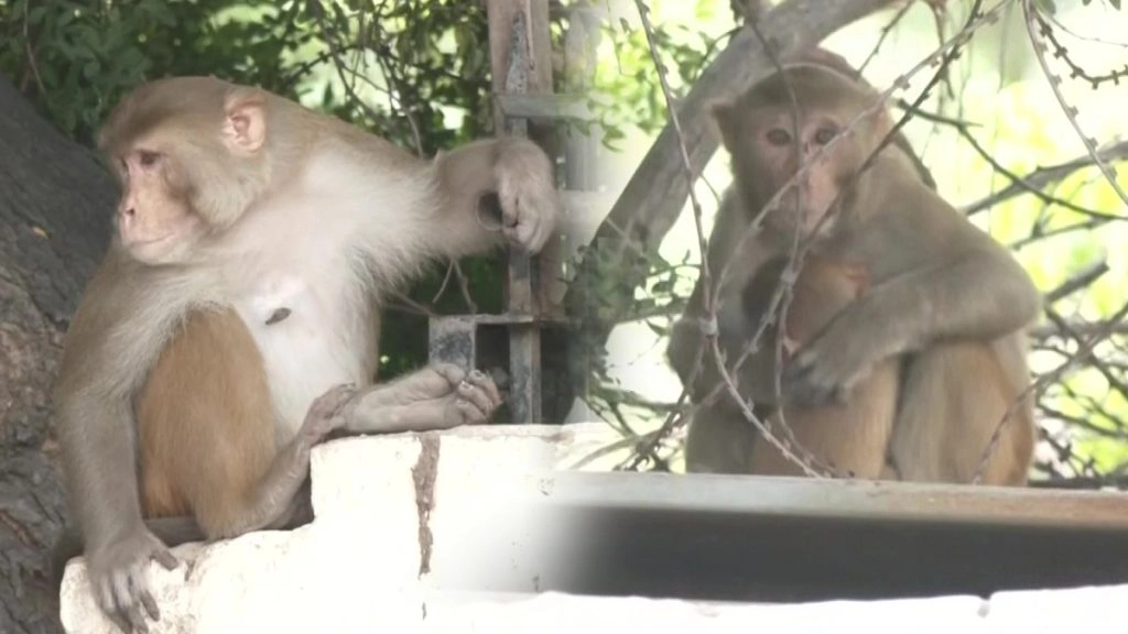 Lucknow: बंदरों के आतंक से निपटने के लिए लगाए जाएंगे लंगूरों के कट-आउट