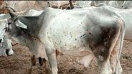 Lumpy Skin Disease: गायों में लम्पी बीमारी का कहर, पंजाब ने गोट पॉक्स वैक्सीन की 66,666 खुराक खरीदी