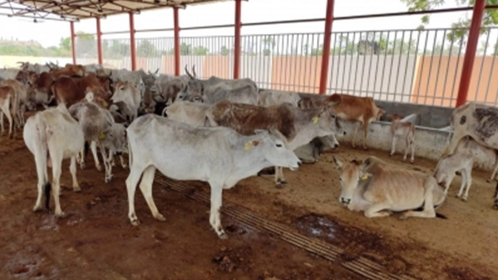 लखनऊ के पशुपालको के लिए बुरी खबर, गाय या कुत्ते पालने के लिए करना होगा ज्यादा भुगतान