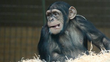 असम से विदेशी चिंपांजी की दो दुर्लभ प्रजातियों को जब्त किया