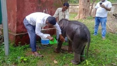 Jharkhand: झुंड से बिछड़कर नदी में गिरा शिशु हाथी, ग्रामीणों और सीआरपीएफ जवानों ने किया रेस्क्यू