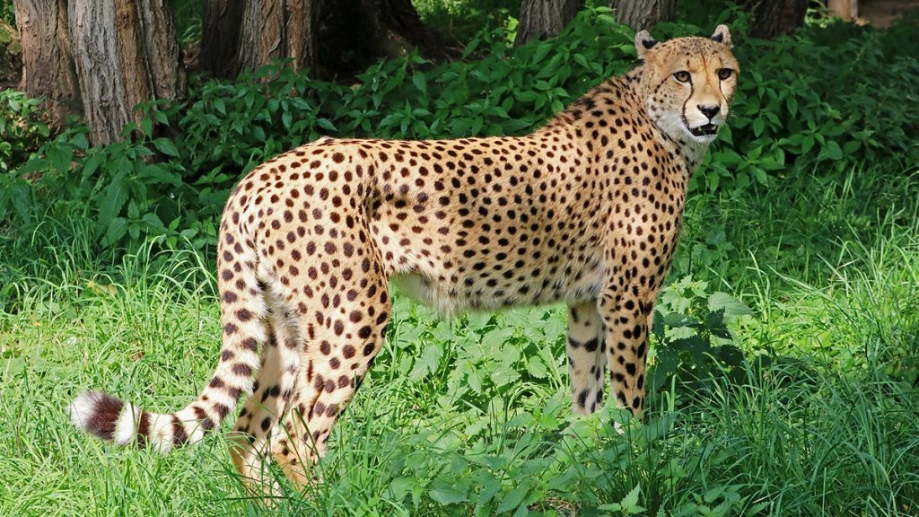 चीतों की सात दशक बाद भारत में फिर सुनाई देगी दहाड़