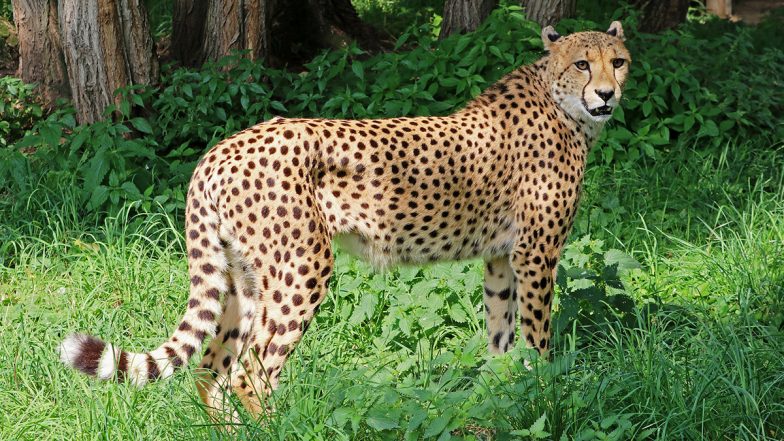 Project Cheetah: नामीबिया से आने वाले चीतों की एक विशेष चार्टर कार्गो फ्लाइट अब ग्वालियर में होगी लैंडिंग, देखें फर्स्ट लूक