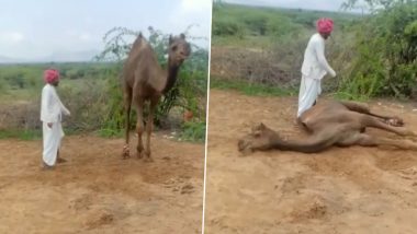 Viral Video: ऊंट को गजब का ट्रेनिंग देता दिखा शख्स, उसके इशारों पर नाचता हुआ नजर आया जानवर