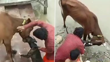 Dog Attack in Kanpur: पिटबुल डॉग ने गाय पर किया जानलेवा हमला, काफी मशक्कत के बाद उसके जबड़े से छुड़ाया गया- Video