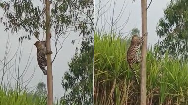 नासिक में नीलगिरी के पेड़ से उतरकर खेतों में भागा तेंदुआ, रोमांचक वीडियो हुआ वायरल (Watch Viral Video)