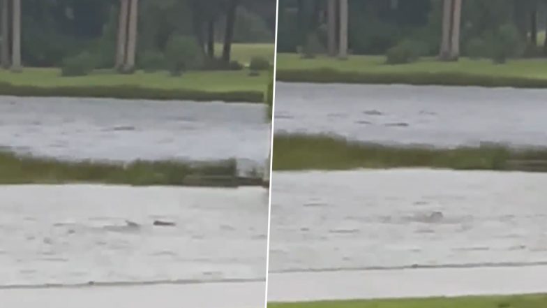 Shark Spotted on Street: फ्लोरिडा में फोर्ट मायर्स की गलियों में तैरती दिखी शार्क, वीडियो हुआ वायरल