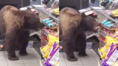 दुकान में घुसकर अपनी पसंद की नमकीन चुराने लगा भूखा भालू, Viral Video देखकर आप हो जाएंगे हैरान