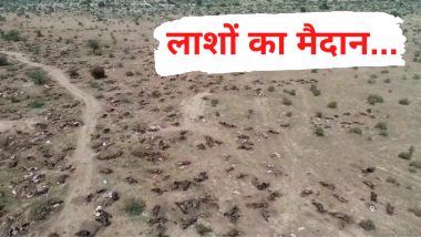 VIDEO: भयानक मंजर! राजस्थान में लंपी वायरस ने 'बनाया' लाशों का मैदान, हर तरफ बस मौत का तांडव