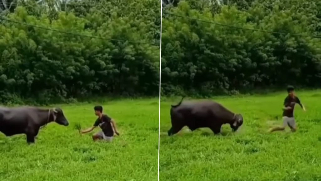 Funny Video: नहीं मिली लड़की तो घुटने के बल बैठकर लड़के ने भैंस को कर दिया प्रपोज, फिर जो हुआ…