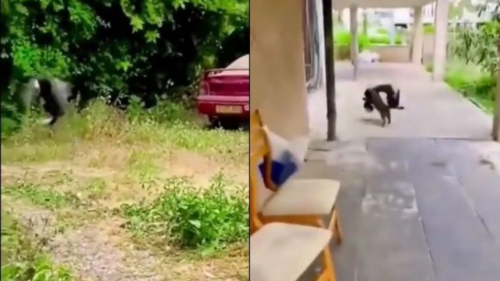 हवा में छलांग लगाकर बिल्ली मौसी पक्षी को धर दबोचा, नीचे गिरते ही कई पक्षियों ने कर दिया अटैक और फिर… (Watch Viral Video)