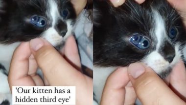 Cat with 3 Eyes: क्या आपने देखी है तीन आंखों वाली बिल्ली? हैरान करने वाला वीडियो हुआ वायरल