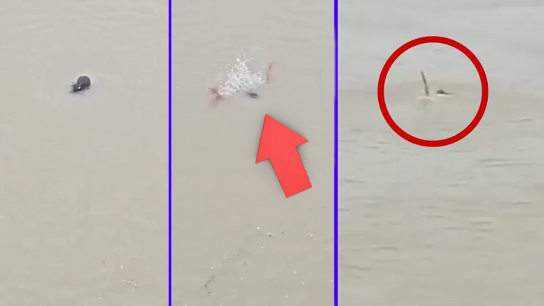 VIDEO: काली नदी में डूबती रही लड़की, लोग बनाते रहे वीडियो, युवती की तलाश में जुटे गोताखोर