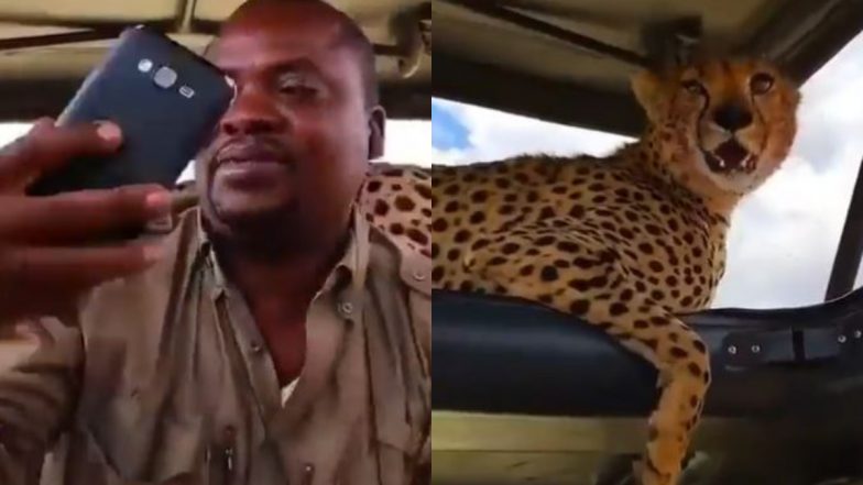 जंगल सफारी के दौरान बिना डरे शख्स ने ली चीता के साथ सेल्फी, Viral Video देखकर हैरत में पड़ जाएंगे आप