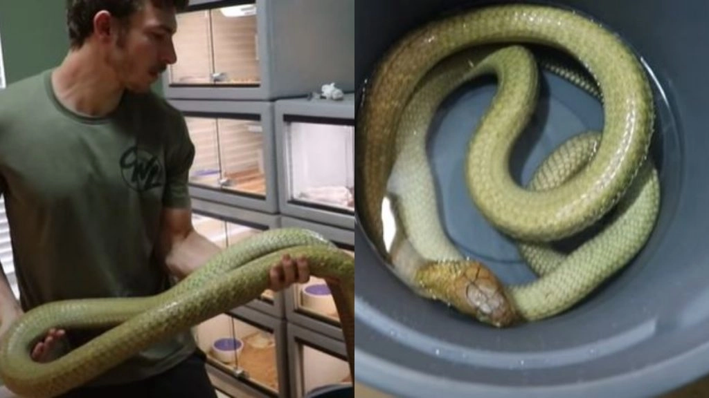 सबसे जहरीले किंग कोबरा को स्नान कराता दिखा शख्स, वायरल वीडियो देख हो जाएंगे हैरान