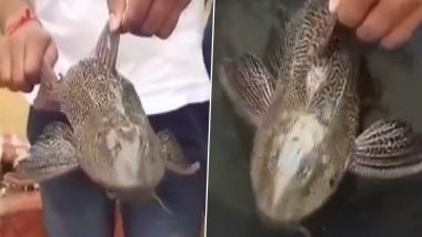 Devil Fish: हैदराबाद के रामंतपुर में भारी बारिश के बाद लोगों को मिली दुर्लभ ‘डेविल फिश’, देखें Viral Video