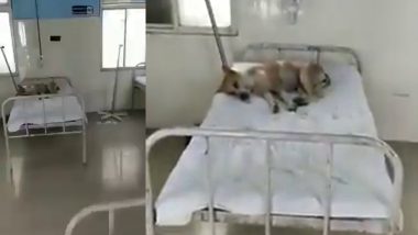 VIDEO: अस्पताल में बिस्तर पर आराम फरमाते कुत्ते का वीडियो वायरल, कांग्रेस ने भाजपा सरकार पर कसा तंज