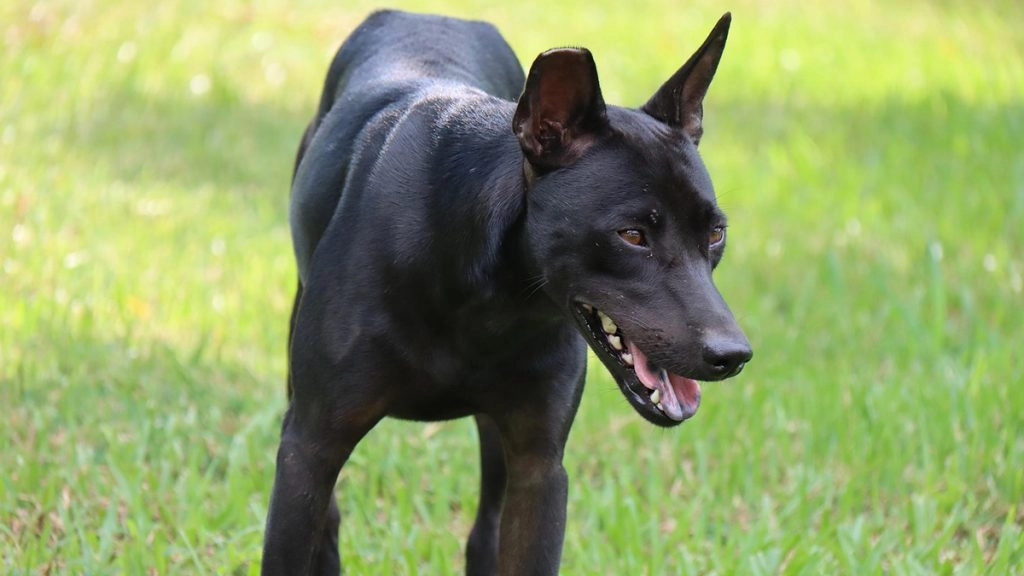 बेजुबान पर शराब माफियाओं का कहर, पुलिस का खोजी कुत्ता समझकर पालतू डॉगी को मार डाला, FIR दर्ज