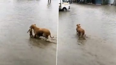 Viral Video: पानी से लबालब भरी सड़क से नन्हे कुत्ते को सुरक्षित स्थान पर ले जाती दिखी मां, VVS Laxman ने शेयर किया भावुक करने वाला वीडियो