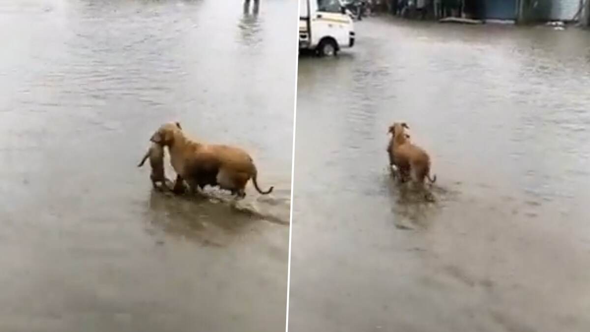 Viral Video पानी से लबालब भरी सड़क से नन्हे कुत्ते को सुरक्षित स्थान पर ले जाती दिखी मां Vvs 2454