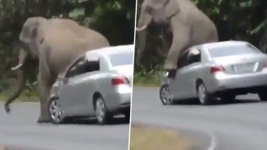 हाथी को हुई खुजली तो सड़क के बीचों-बीच रुकवा दी कार, फिर वाहन से खुजाने लगा अपनी पीठ (Watch Viral Video)