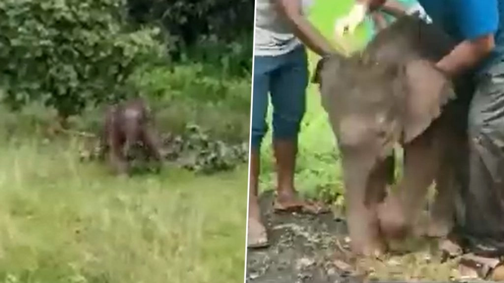 Viral Video: झुंड से अलग हुए नन्हे हाथी की छत्तीसगढ़ के वन अधिकारियों ने बचाई जान, इमोशनल वीडियो हुआ वायरल