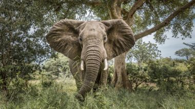 VIDEO: छत्तीसगढ़ में गुस्सैल हाथी ने घर में घुसकर दो लोगों को कुचला, महिला और बुजुर्ग शख्स की मौत