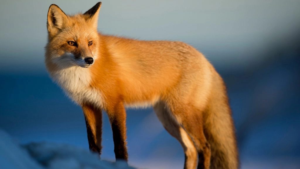 कर्नाटक: करजगी गांव में लोमड़ी के झुंड का आतंक, 2 लोगों पर किया हमला