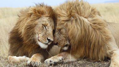 Male Lion Sex: जानवरों में समलैंगिकता! गिर नेशनल पार्क में सेक्स करते हुए दिखे दो नर शेर