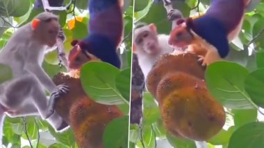 Viral Video: गिलहरी ने जबरन खा लिया बंदर का खाना, देखते ही देखते दोनों के बीच मच गया जबरदस्त घमासान