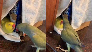 अपनी पार्टनर से फ्लर्ट करता दिखा शरारती तोता, फिर उसे प्यार से किया किस (Watch Viral Video)