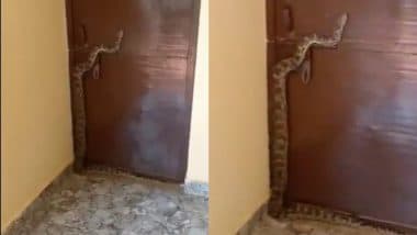 UP: कानपुर में विधायक के दर पर पहुंचा विशालकाय अजगर, जन सुनवाई के दौरान दरवाजे से चिपका आया नजर (Watch Viral Video)