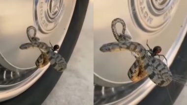 Snake Viral Video: मकड़ी ने जाल में फंसाकर किया सांप का बुरा हाल, वायरल वीडियो देख हो जाएंगे हैरान