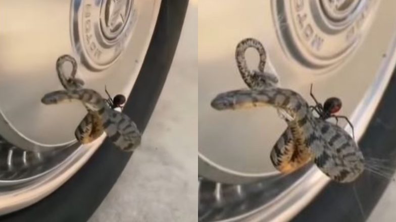 Snake Viral Video: मकड़ी ने जाल में फंसाकर किया सांप का बुरा हाल, वायरल वीडियो देख हो जाएंगे हैरान