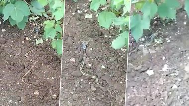 Horned Snake: क्या आपने कभी सींग वाला सांप देखा है? अजीबो-गरीब नागराज का Viral Video देख आप भी हो जाएंगे हैरान