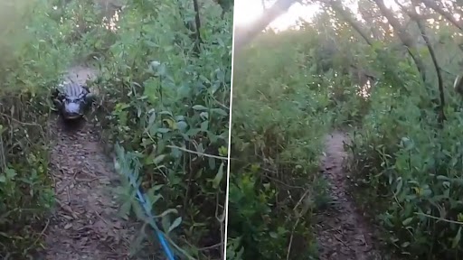 Viral Video: मछली पकड़ते समय मगरमच्छ ने किया शख्स का पीछे, डरावना वीडियो वायरल
