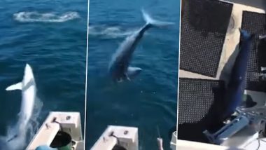 Shark Video: फिशिंग बोट में अचानक आ गिरी जिंदा विशाल शार्क, मछली से सामना होते ही दुम दबाकर भागे लोग