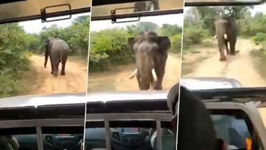 Viral Video: जंगल सफारी के दौरान हाथी को छेड़ रहे थे लोग, भड़के गजराज ने किया कुछ ऐसा