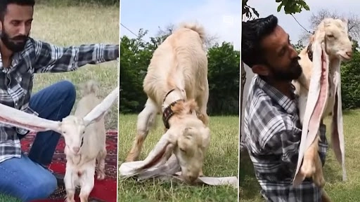 मिलिए पाकिस्तानी बकरी सिंबा से, इसके कान है 2 फीट से ज्यादा लंबे, देखें वीडियो
