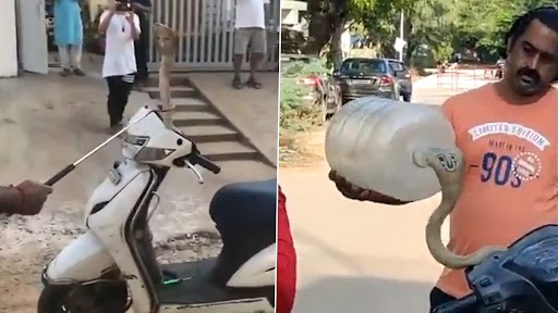 Cobra In Scooty: स्कूटी के हैंडल में छिपकर बैठा था खतरनाक इंडियन कोबरा, ऐसे किया गया रेस्क्यू, देखें वीडियो