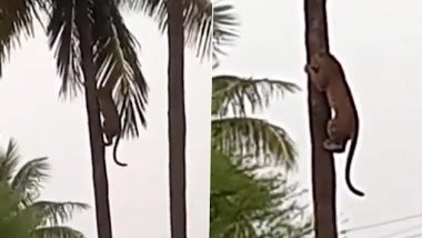 Leopard Climbing Coconut Tree: नासिक के सिन्नर क्षेत्र में नारियल के पेड़ पर चढ़ते दिखे तेंदुए, वीडियो वायरल