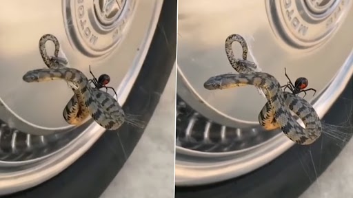 Spider Hunted Snake: छोटी सी मकड़ी ने किया बड़े से सांप का शिकार, वीडियो देख रह जाएंगे दंग