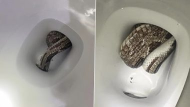 Snake in Toilet: शौचालय के अंदर मिला विशालकाय ग्रे रैट स्नेक, इंटरनेट पर वायरल हुई भयावह तस्वीर