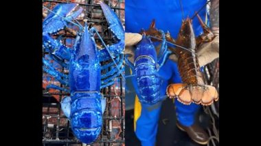 Rare Blue Lobster: मछुआरे ने पकड़ा दुर्लभ नील रंग का झींगा, देखें वायरल वीडियो