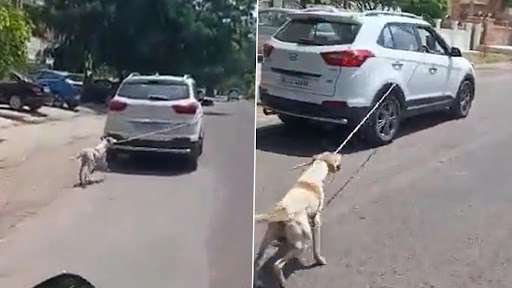जोधपुर में डॉक्टर में कुत्ते को गाड़ी से बांधकर दौड़ाया, शर्मनाक वीडियो वायरल
