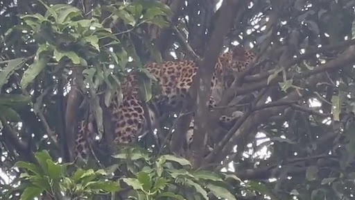 तेंदुए को पेड़ पर चढ़ना पड़ा भारी, 8 घंटे तक फंसे रहने के बाद बचाया गया, देखें वीडियो